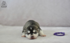 DSC_0385_kopie