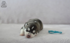 DSC_0386_kopie