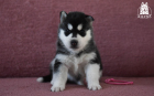 DSC_0580_kopie