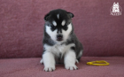 DSC_0617_kopie
