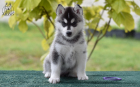 DSC_0814_kopie