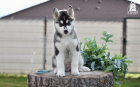 DSC_0945_kopie
