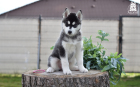 DSC_0950_kopie
