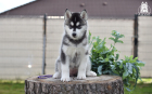 DSC_0959_kopie