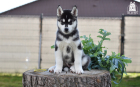 DSC_0979_kopie