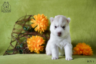 DSC_0188_kopie