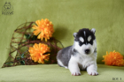 DSC_0223_kopie
