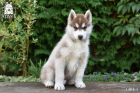 DSC_0391_kopie
