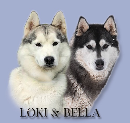 bella loki picture2
