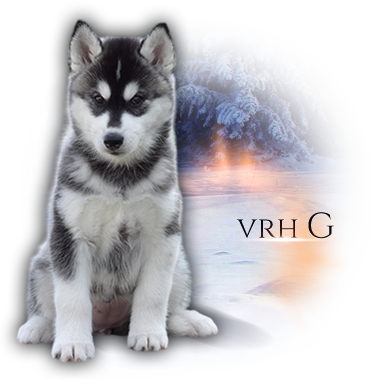 vrh G